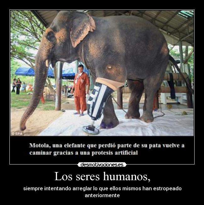 Los seres humanos, -