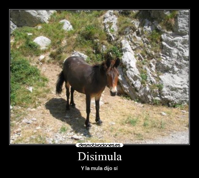 Disimula -