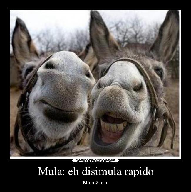 Álbumes 94+ Foto Imágenes Del Día De Las Mulas El último Álbumes 94+ Foto Imágenes Del Día De Las Mulas El último