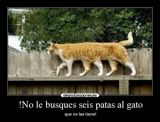 !No le busques seis patas al gato - que no las tiene!