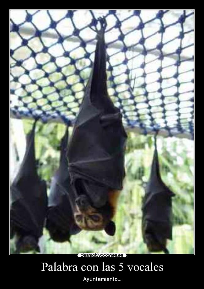 Palabra con las 5 vocales -