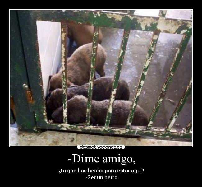-Dime amigo, - 