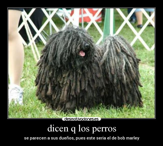 dicen q los perros -