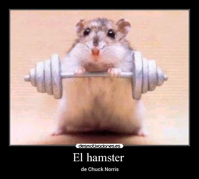 El hamster - de Chuck Norris