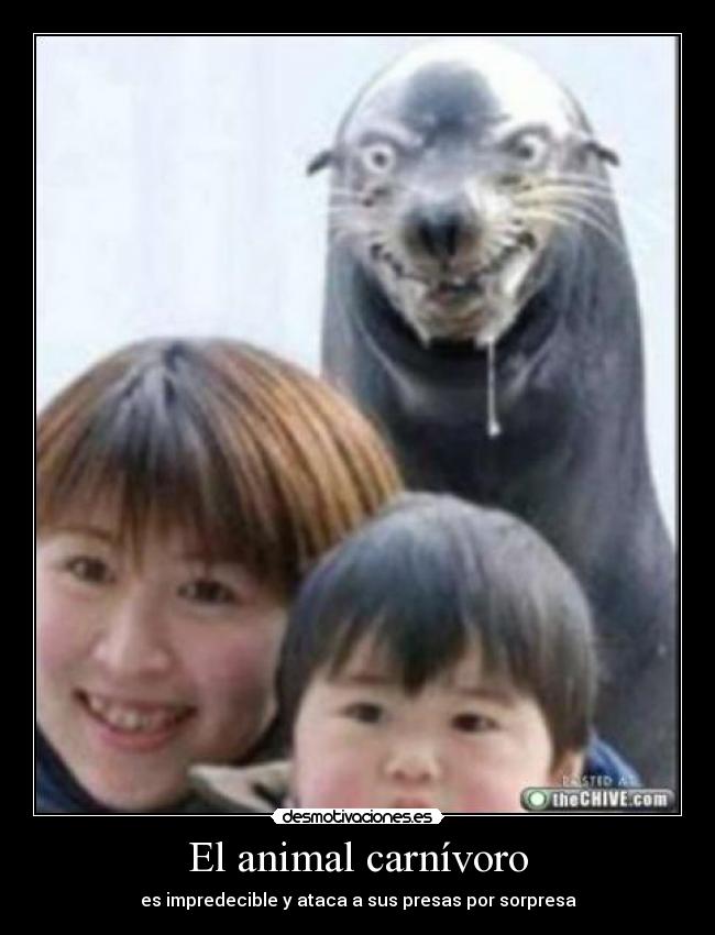 El animal carnívoro - es impredecible y ataca a sus presas por sorpresa