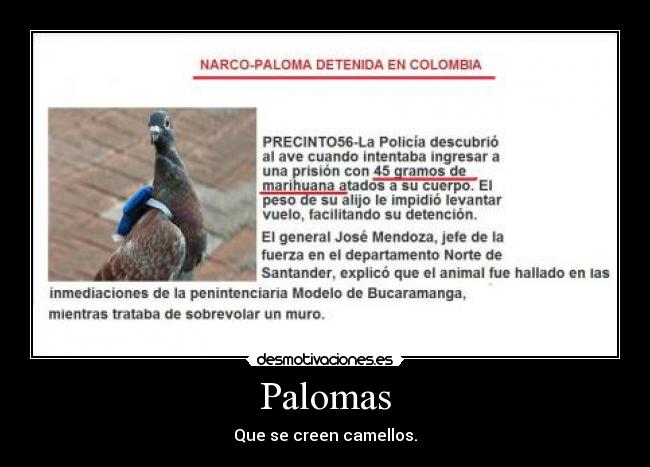 Palomas -
