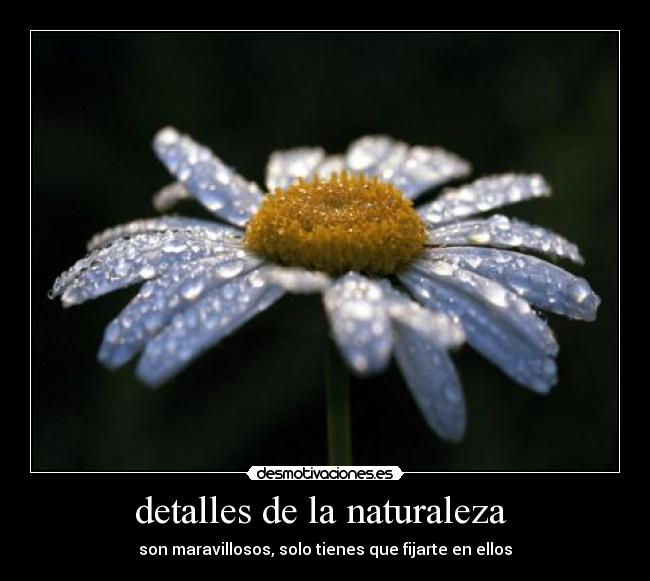 detalles de la naturaleza - son maravillosos, solo tienes que fijarte en ellos