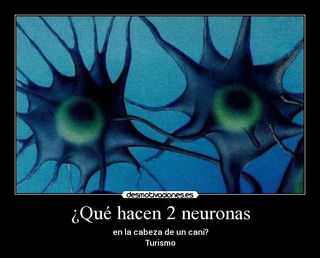 ¿Qué hacen 2 neuronas - en la cabeza de un cani?
Turismo