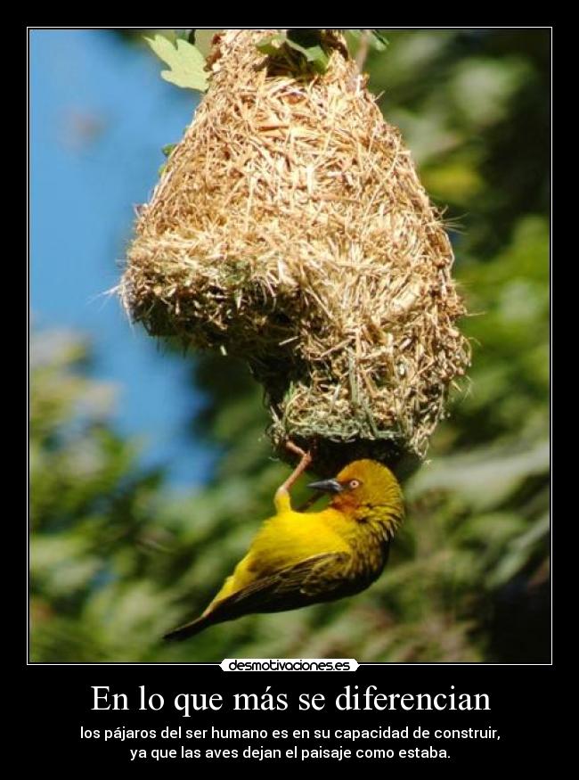 En lo que más se diferencian - los pájaros del ser humano es en su capacidad de construir,
ya que las aves dejan el paisaje como estaba.