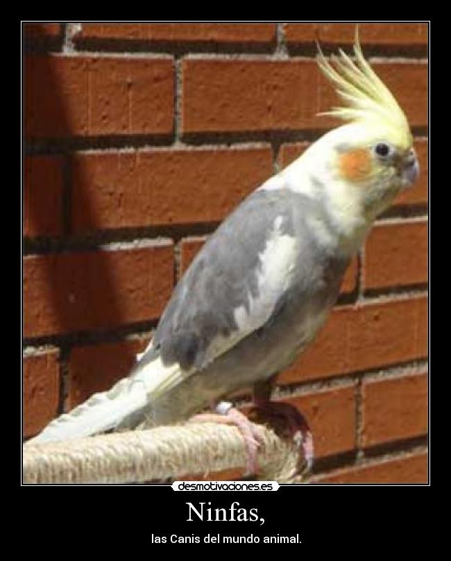 Ninfas, - las Canis del mundo animal.