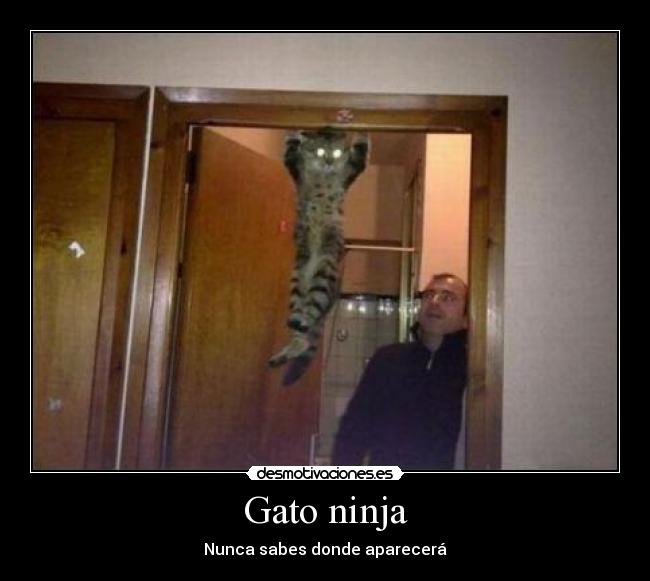Gato ninja - 