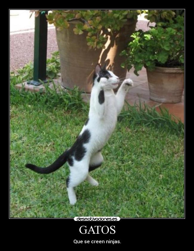 GATOS - Que se creen ninjas.
