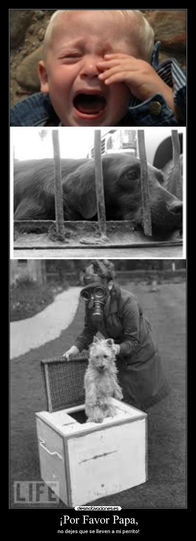 ¡Por Favor Papa, - no dejes que se lleven a mi perrito!