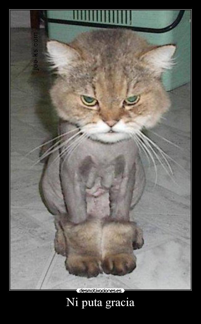 Ni puta gracia -