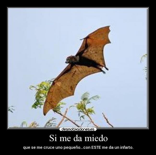 Si me da miedo - que se me cruce uno pequeño...con ESTE me da un infarto.