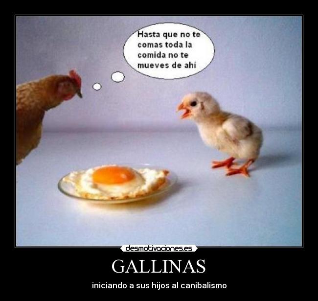 GALLINAS - iniciando a sus hijos al canibalismo