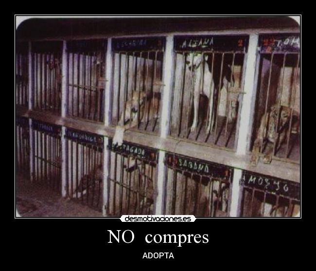 NO compres - ADOPTA