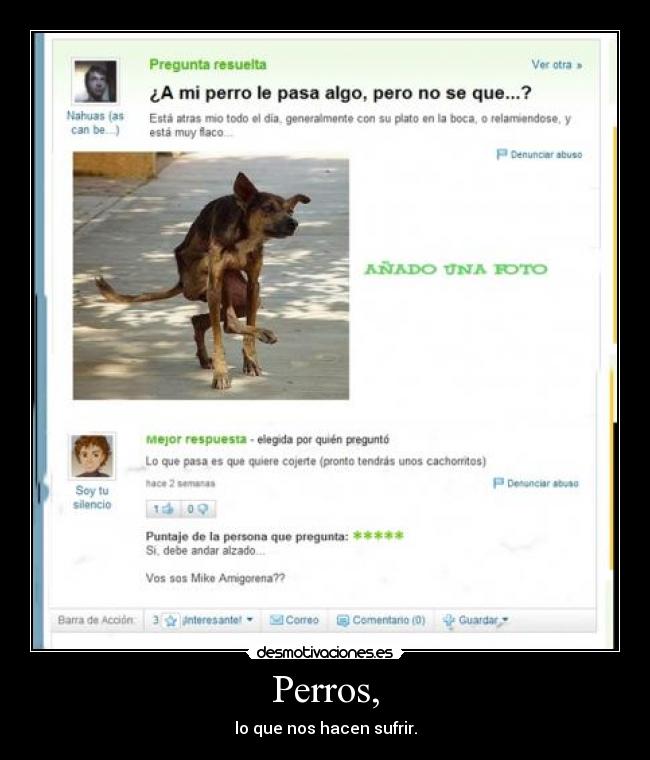 Perros, - lo que nos hacen sufrir.