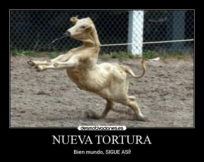 NUEVA TORTURA - Bien mundo, SIGUE ASÍ!
