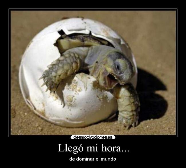 carteles tortugas desmotivaciones