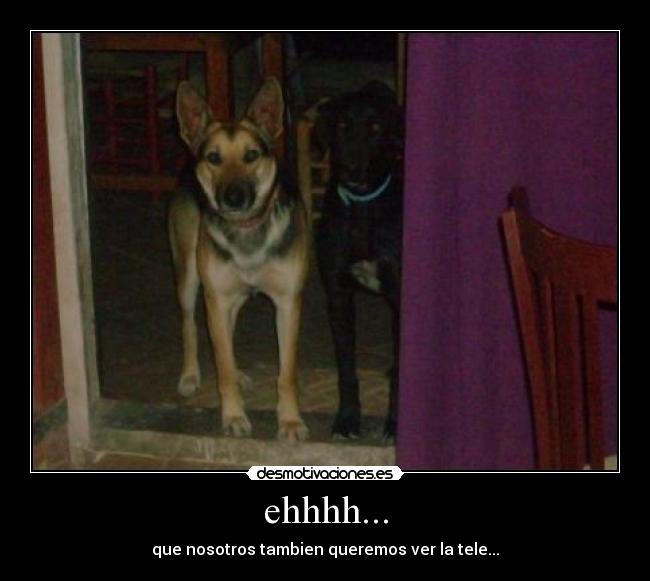 carteles perros tele lol desmotivaciones