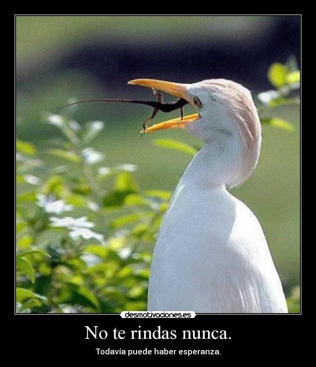 No te rindas nunca. -