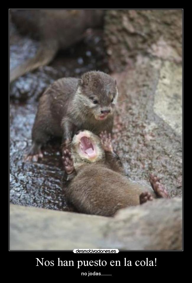 Nos han puesto en la cola! -