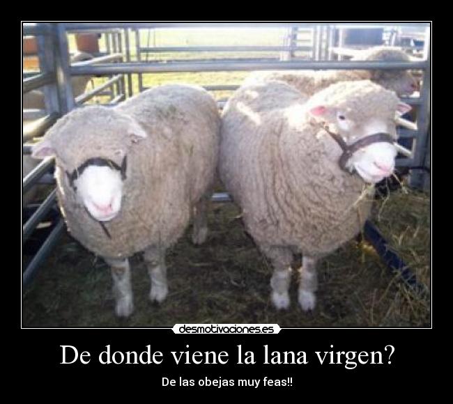 De donde viene la lana virgen? -