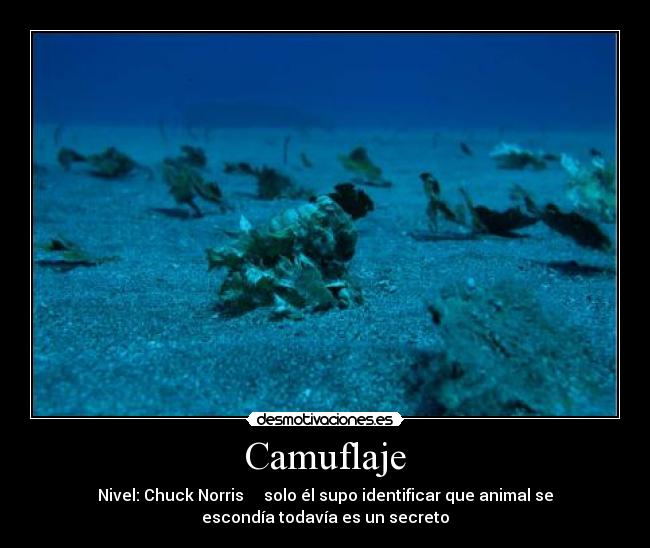Camuflaje -