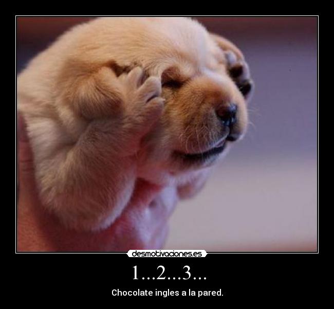 carteles perro chocolate desmotivaciones