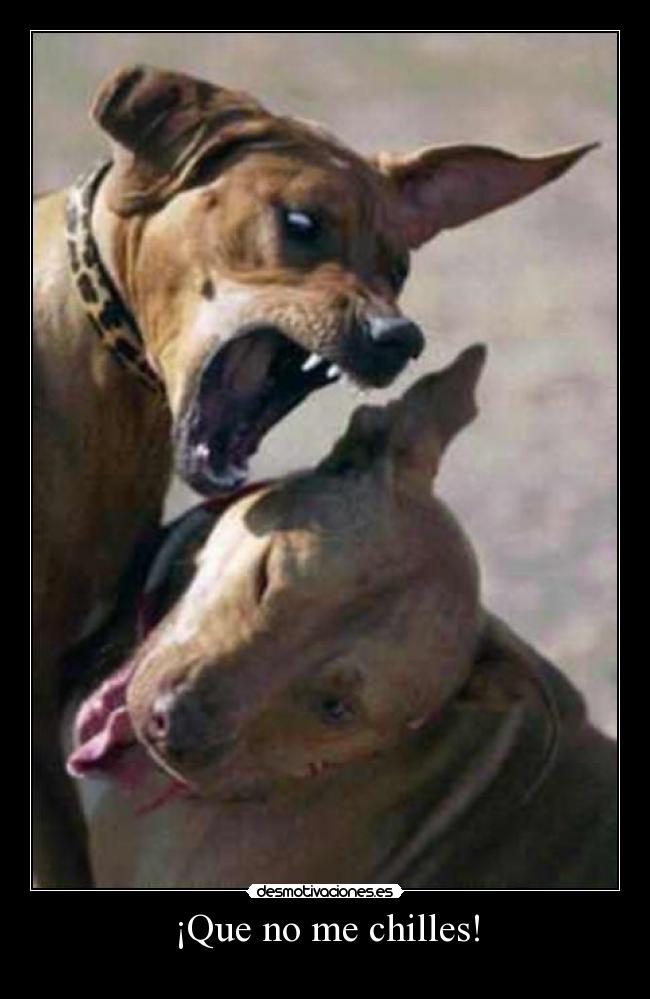 ¡Que no me chilles! - 