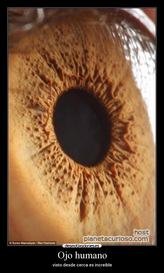 Ojo humano - 
