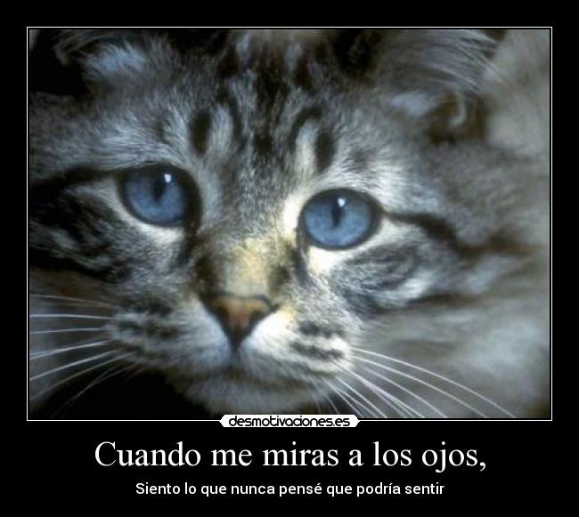 carteles ojos gatoscuando miras los siento que nunca pense pense que podria podria sentir desmotivaciones