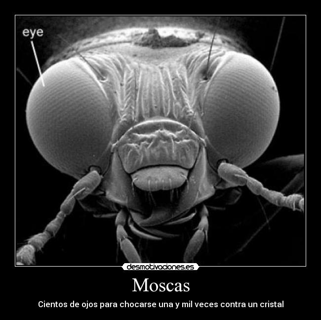Moscas -