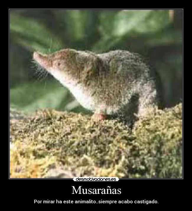 Musarañas - Por mirar ha este animalito..siempre acabo castigado.