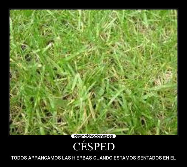 CÉSPED -