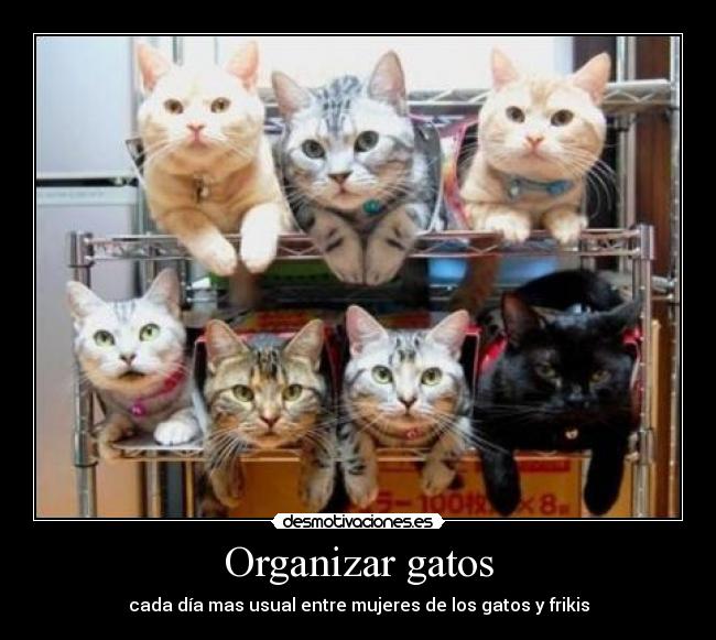 Organizar gatos - 