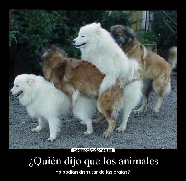 ¿Quién dijo que los animales -