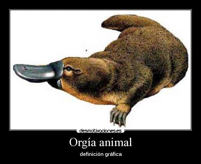 Orgía animal - definición gráfica