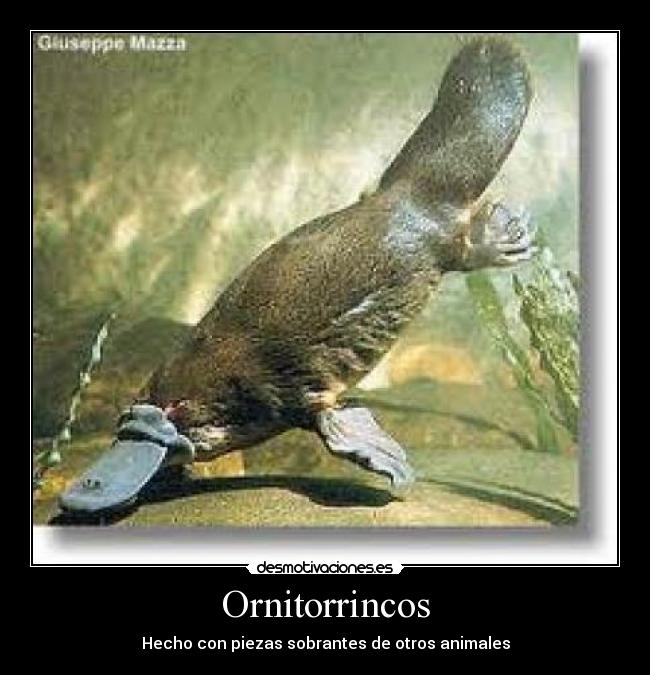 Ornitorrincos - Hecho con piezas sobrantes de otros animales