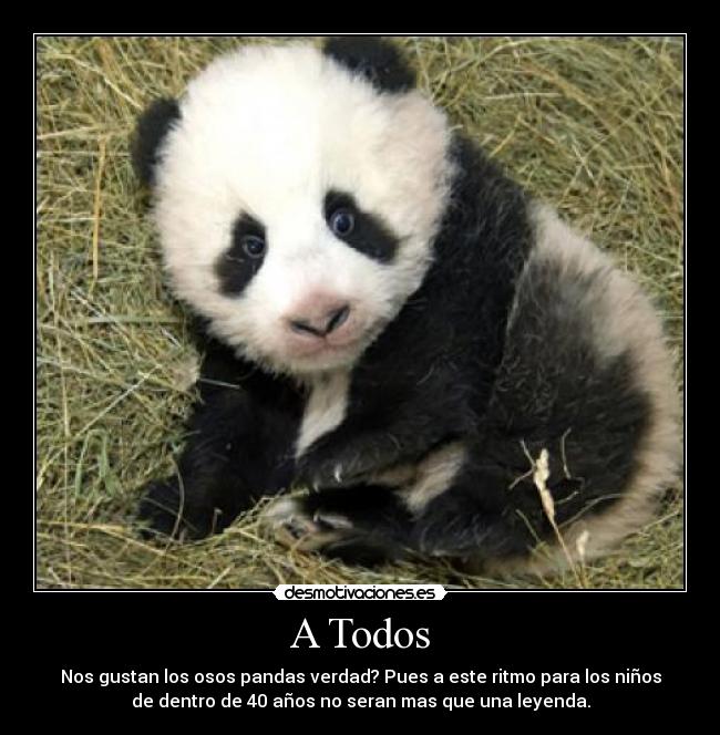 carteles osos panda desmotivaciones
