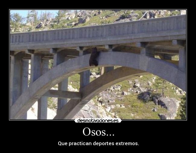Osos... -