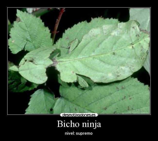 Bicho ninja - 