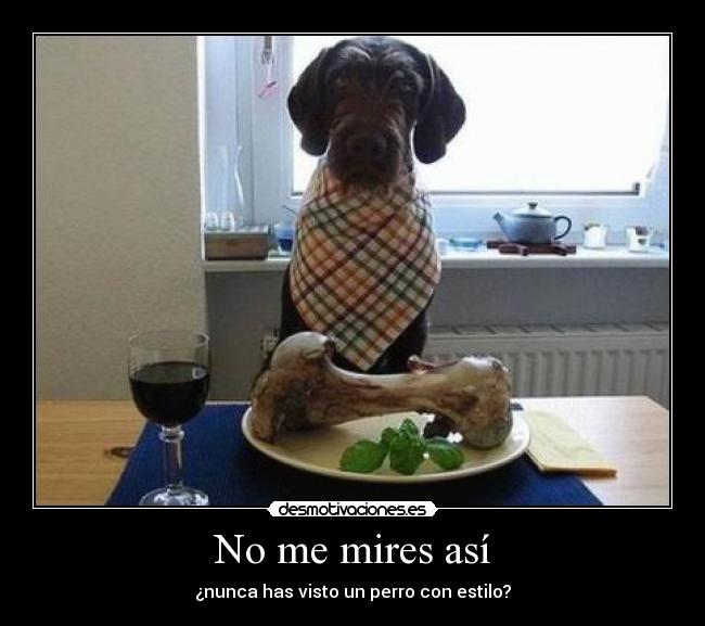 No me mires así - ¿nunca has visto un perro con estilo?