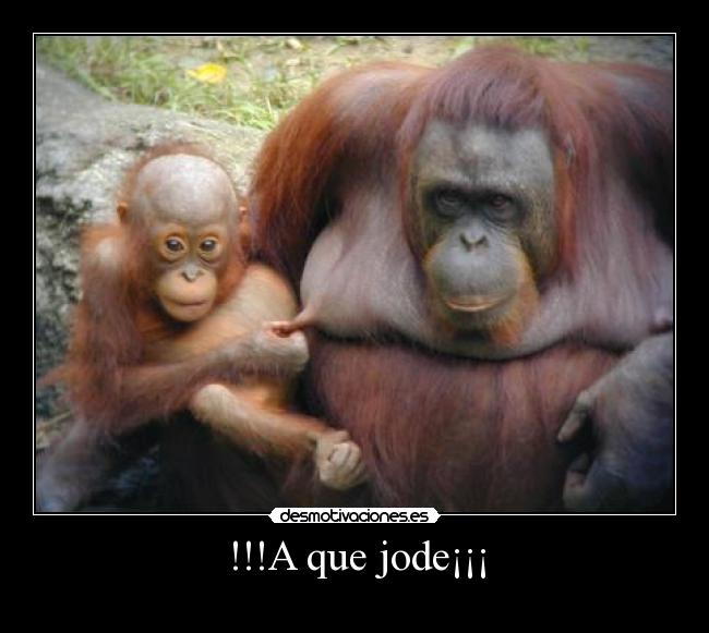 !!!A que jode¡¡¡ -