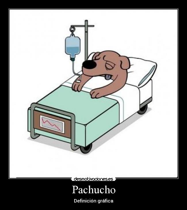 Pachucho - 