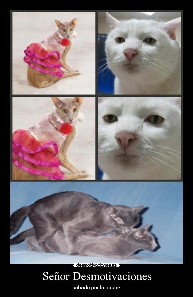 Señor Desmotivaciones - sábado por la noche.