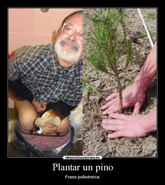 Plantar un pino -