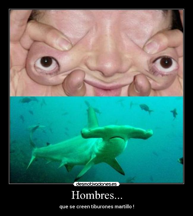 Hombres... - que se creen tiburones martillo !