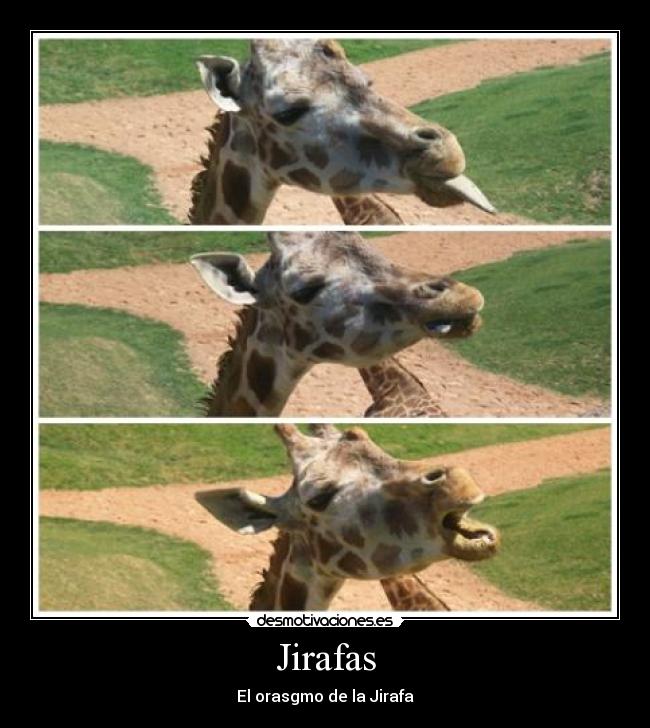 Jirafas -